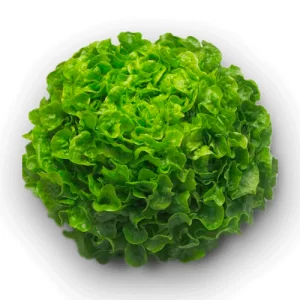 Lechuga Marina