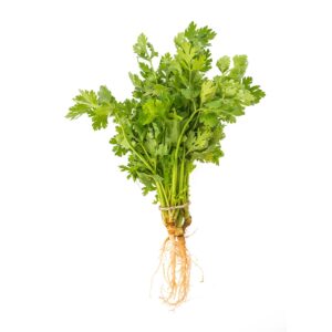 Cilantro